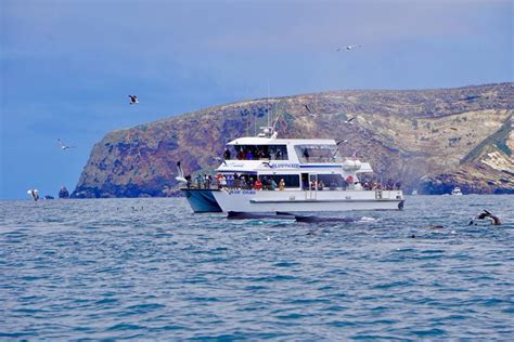 island packers whale watching ventura.